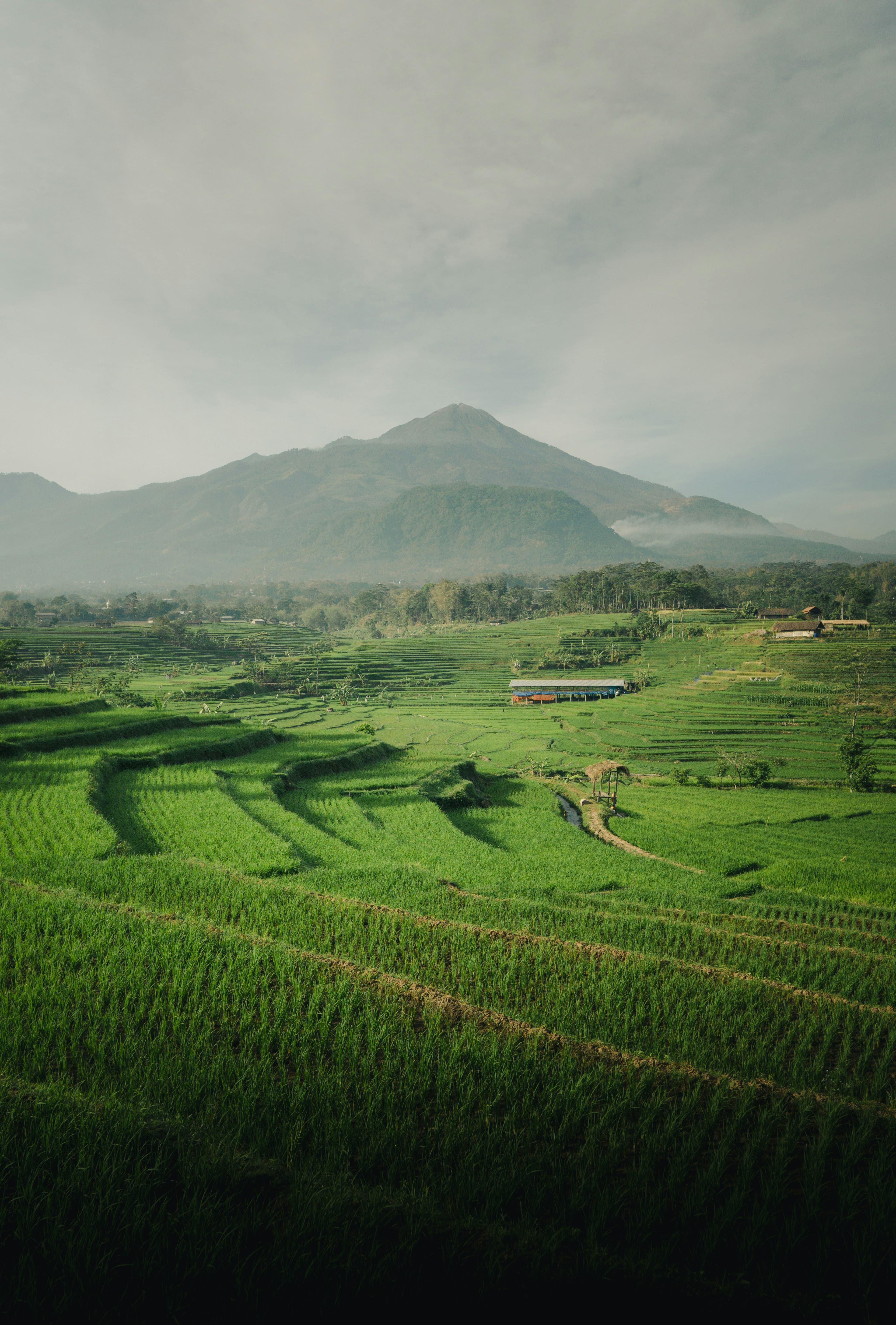 Beautiful rice terraces in Southeast Asia